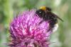 Bombus vestalis